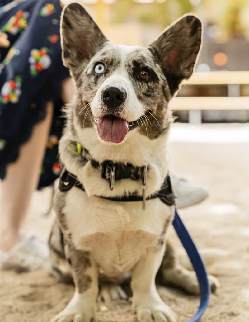 Pet-Friendly Carpet Cleaning Service