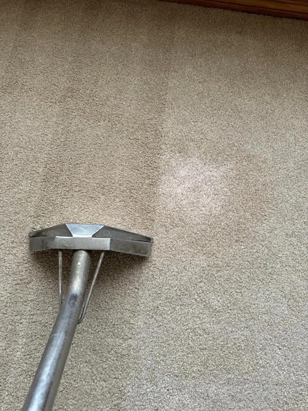 Professional Carpet Maintenance Service