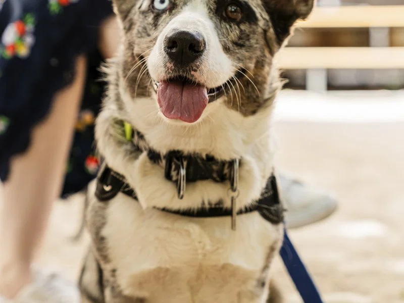 Pet-Friendly Cleaning